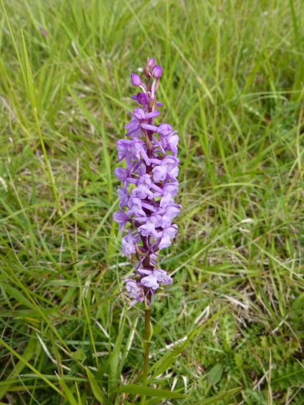 Orchis moucheron Gymnadenia conopsea 001